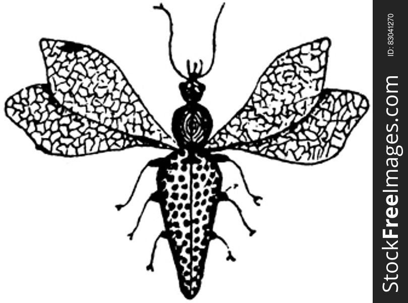 Coleoptere-006