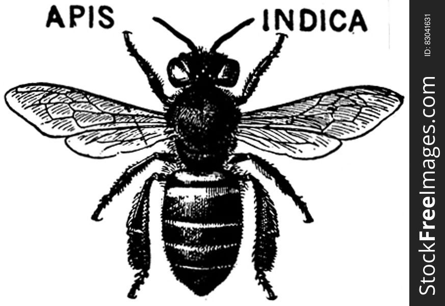 Apis-indica-OA