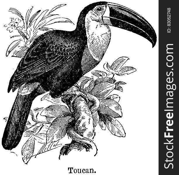 Toucan-2