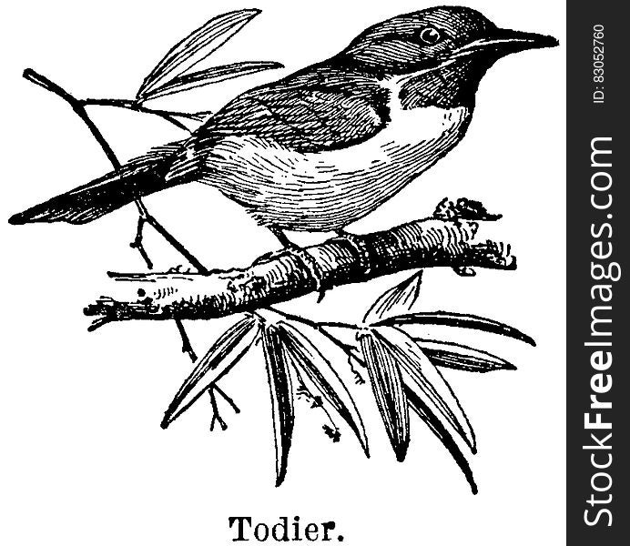Bird, Beak, Line, Illustration
