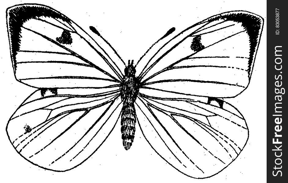 PieÌride-maÌ‚le