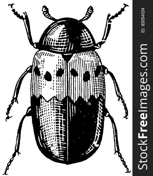 Arthropod, Insect, Beetle, Art