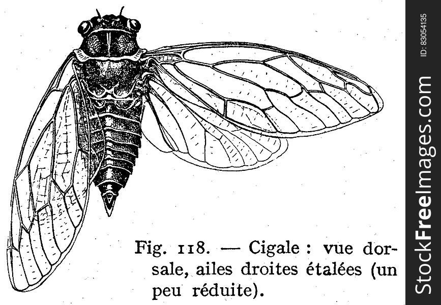 Cigale-2