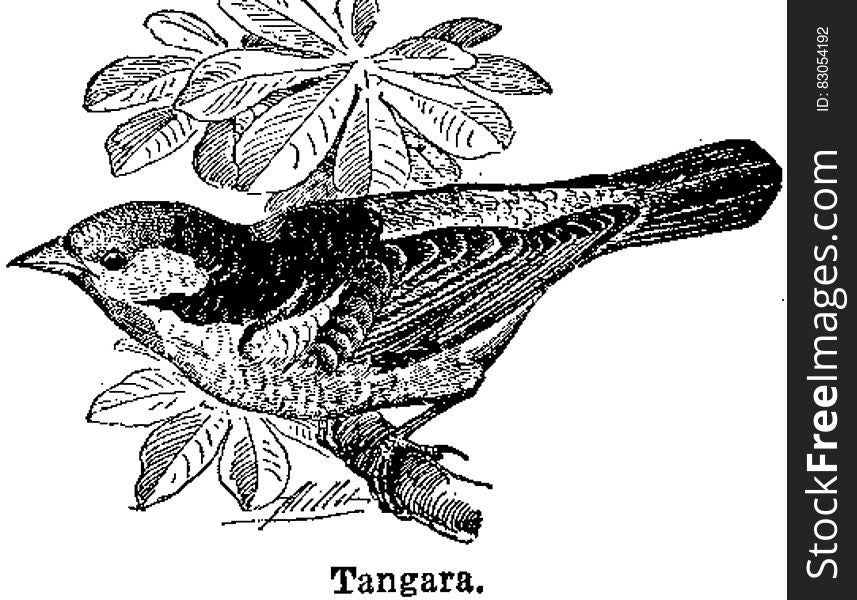 Tangara