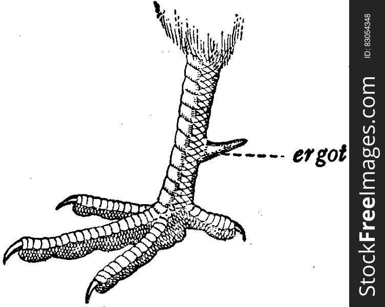 Coq-patte