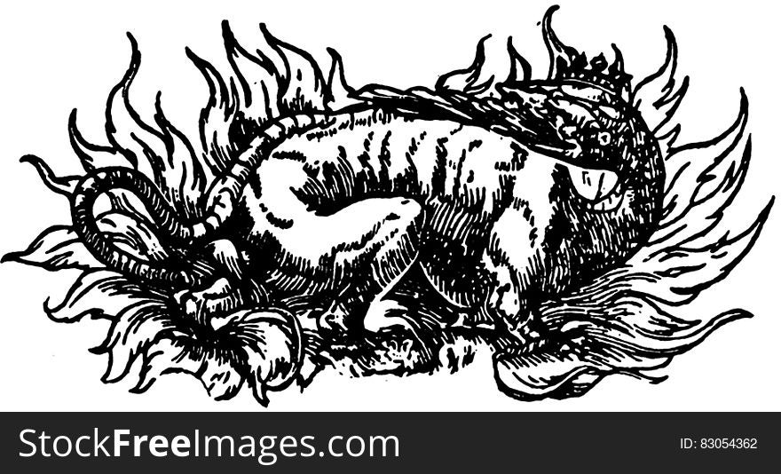 Black and white ink drawing of lizard or monster. Black and white ink drawing of lizard or monster.