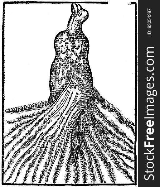 Black and white ink illustration of bird wrapped in plumage. Black and white ink illustration of bird wrapped in plumage.