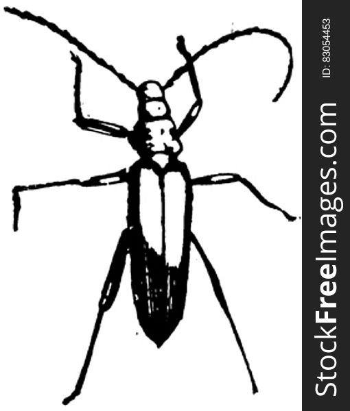 Coleoptere-002