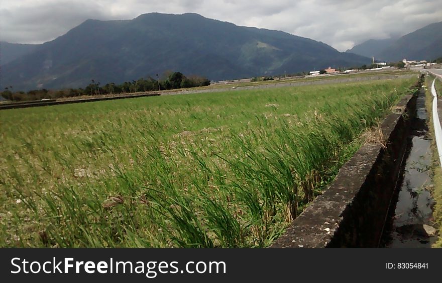 Rice paddy landscape in rural field against mountains on overcast day.