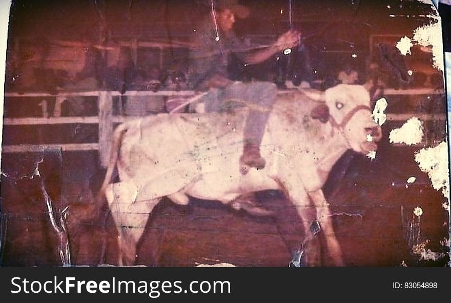 Man riding steer inside corral in vintage torn sepia image. Man riding steer inside corral in vintage torn sepia image.