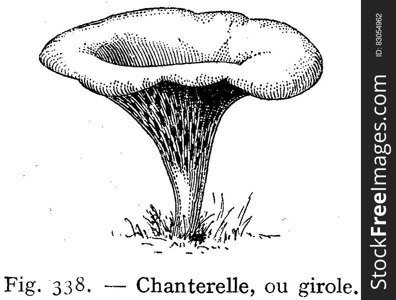 Chanterelle