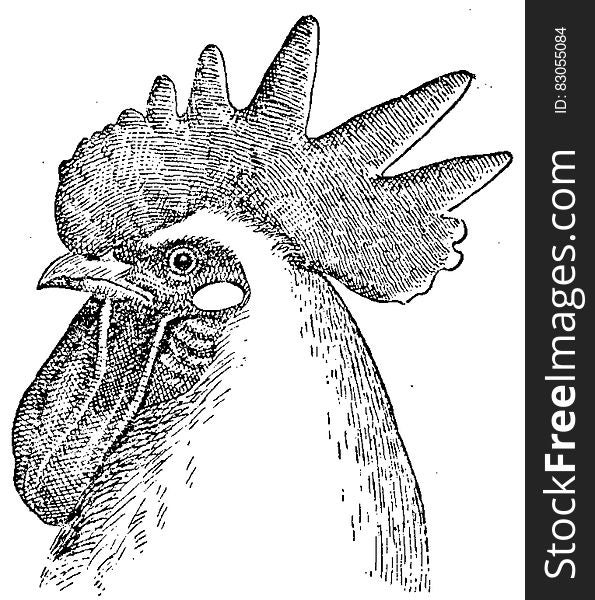 Coq-teÌ‚te