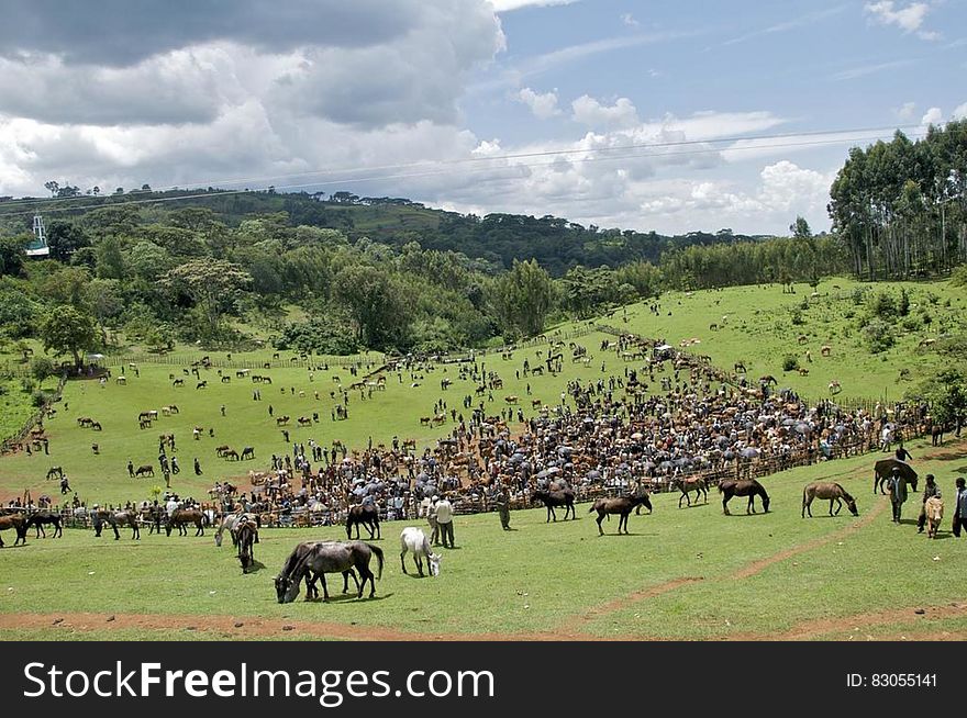Field Of Horses