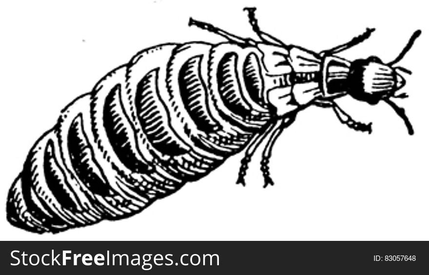 Termite-femelle
