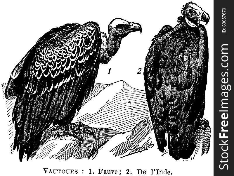 Bird, Beak, Accipitridae, Botany