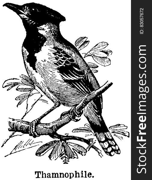 Bird, Branch, Beak, Painting