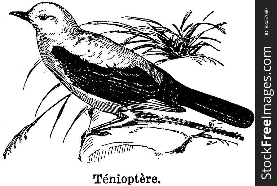 Bird, Line, Beak, Illustration