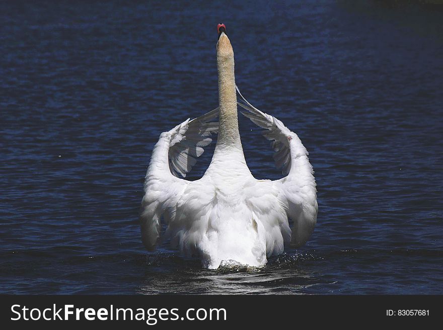 Swan On Blue Waters