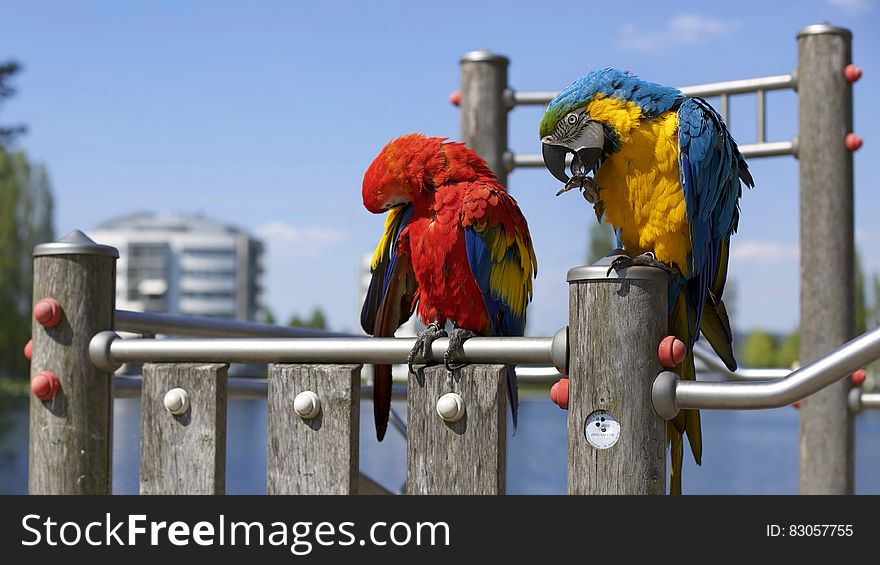 Colorful parrots on perch next to waters on sunny day. Colorful parrots on perch next to waters on sunny day.