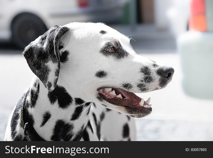 Dalmatian Dog during Day Time