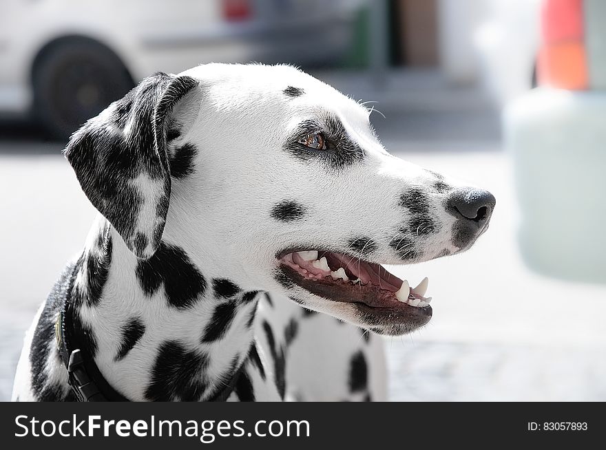 Dalmatian Dog During Day Time