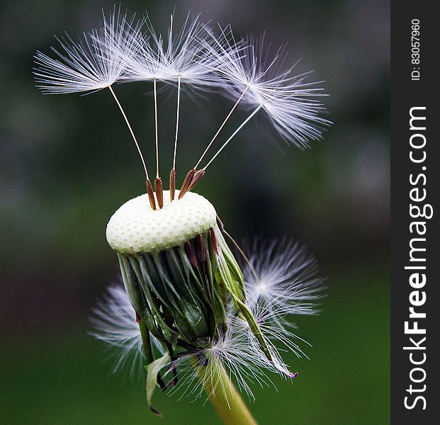 Close Up Photography of White Dandelion Seed