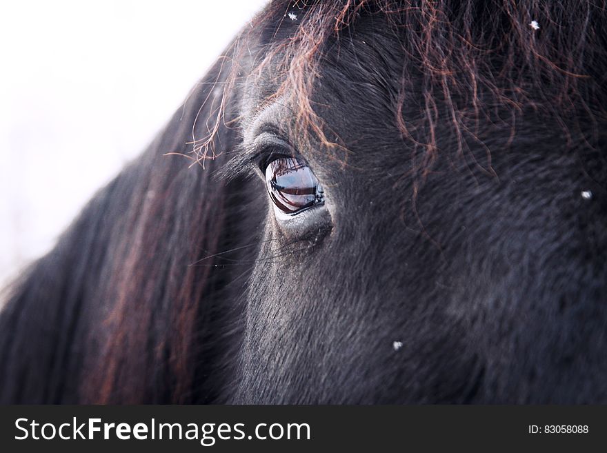 Closeup portrait of black horse with single staring eye, white background. Closeup portrait of black horse with single staring eye, white background.