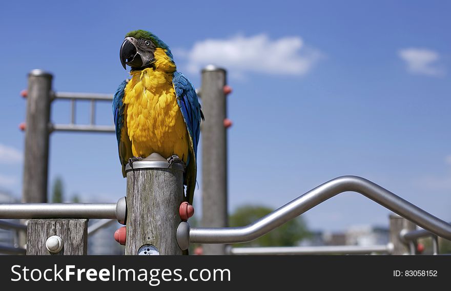 Scarlet Macaw on Brown Wooden Framed Metal Railing during Daytime in Macro Photography