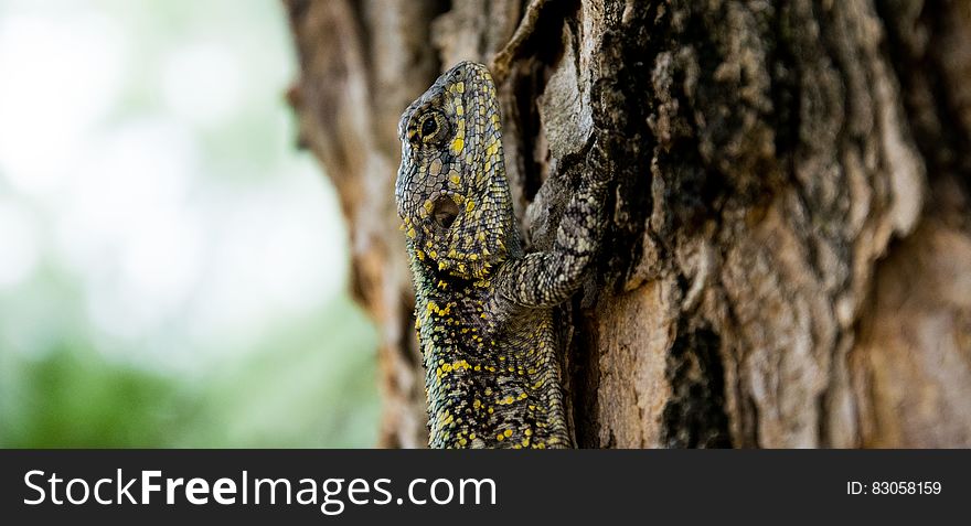 Brown Black Yellow Beige Lizard Climbing on Brown Tree