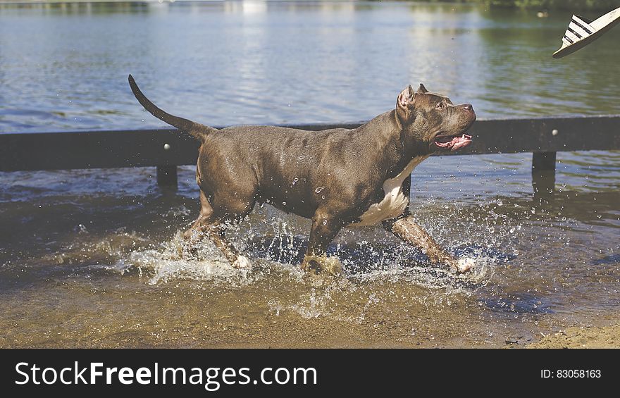 Tan American Pitbull Running on Water