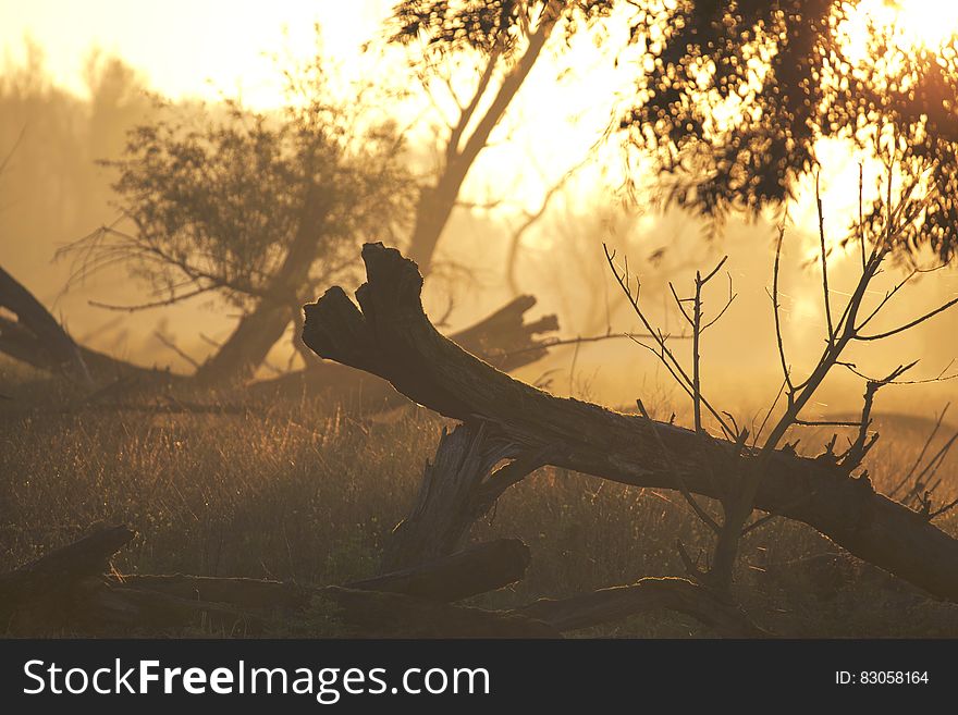 Brown Tree Trunk on Grass during Sunset