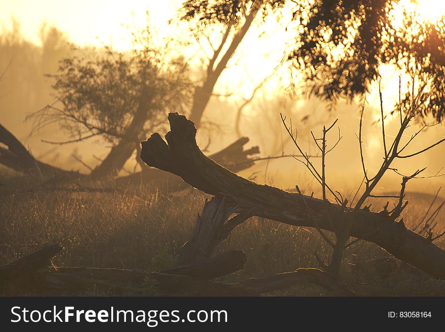 Brown Tree Trunk On Grass During Sunset