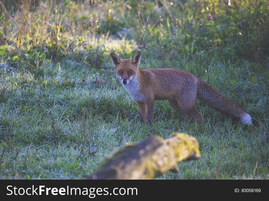 Brown Fox on Green Grass during Daytime