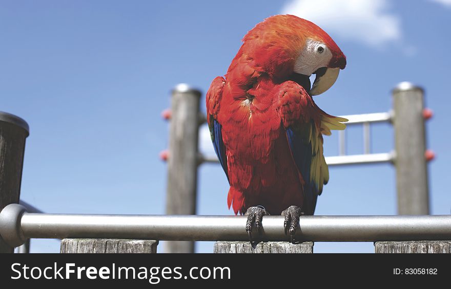 Red Parrot on Bar on Sunny Cloudless Day