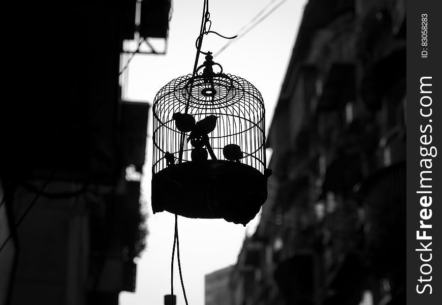 Grayscale Photo of Bird in Cage