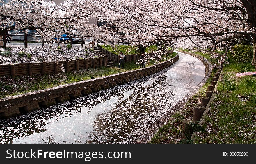 Drainage Between Cherry Blossom Tree during Daytime