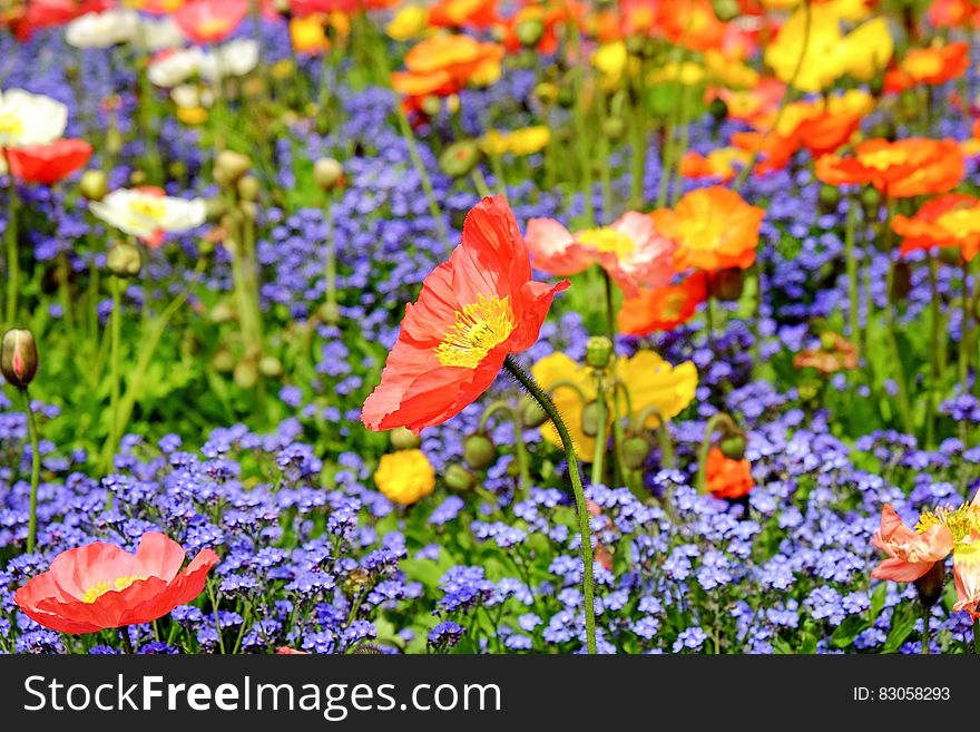 Close Up Photo of Red Petaled Flower