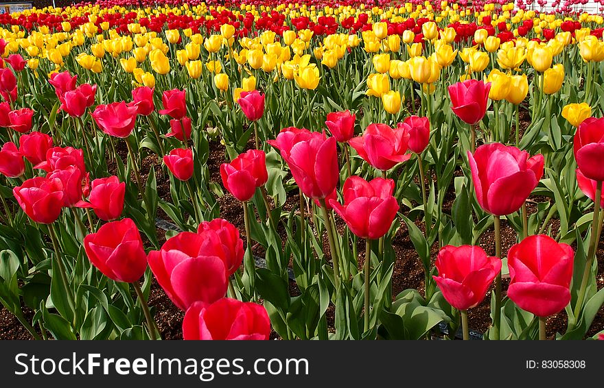 Red Petaled Flower