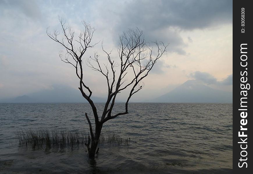 Bare tree in water against cloudy skies at sunset.