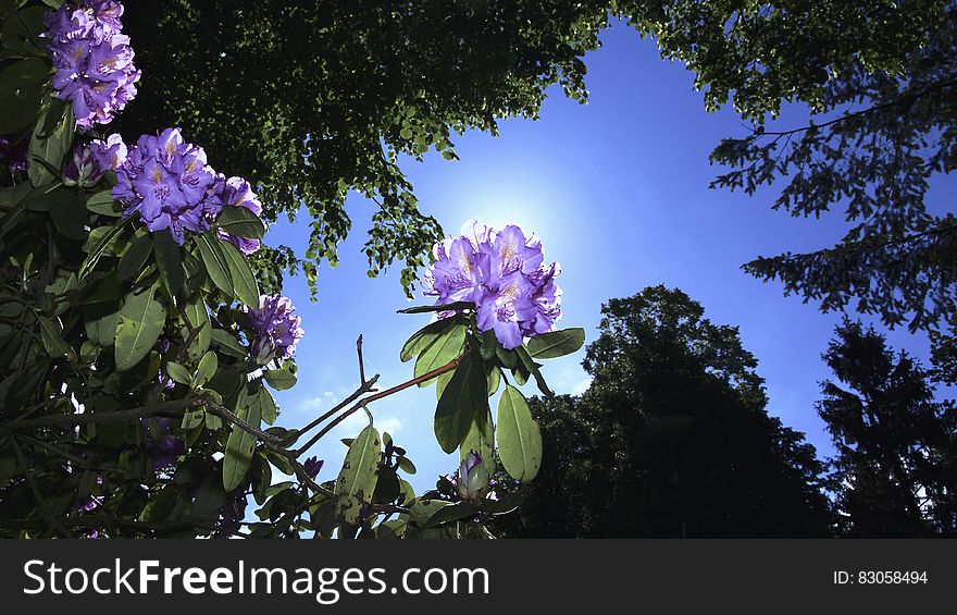 Worm&x27;s Eye View Of Flowers Beside Trees Under The Sky During Daytime