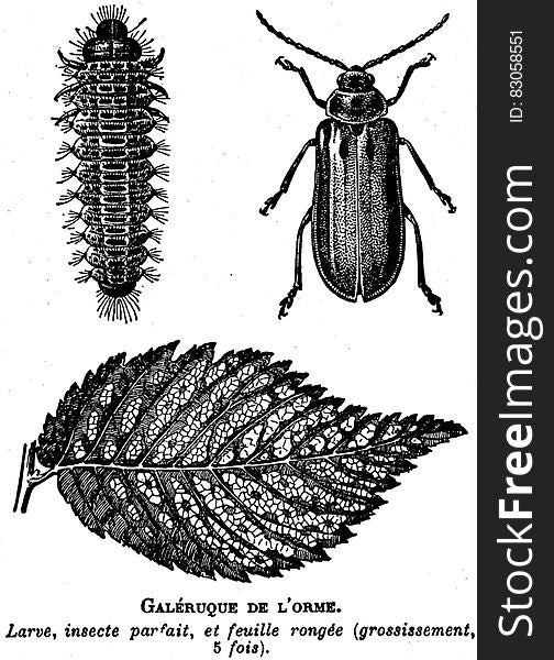 Insect, White, Arthropod, Black