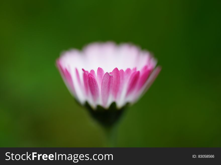 Tilt Shift Photography of Pink and White Multi Petaled Flower