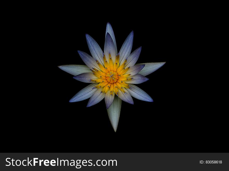 Grey and Yellow Petaled Flower