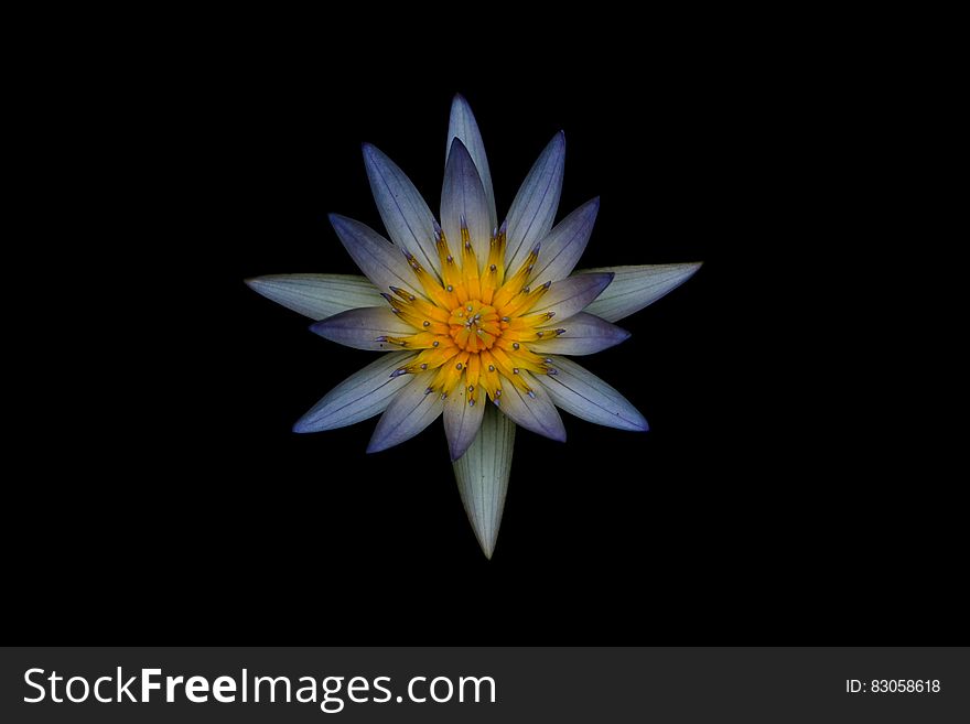 Grey And Yellow Petaled Flower