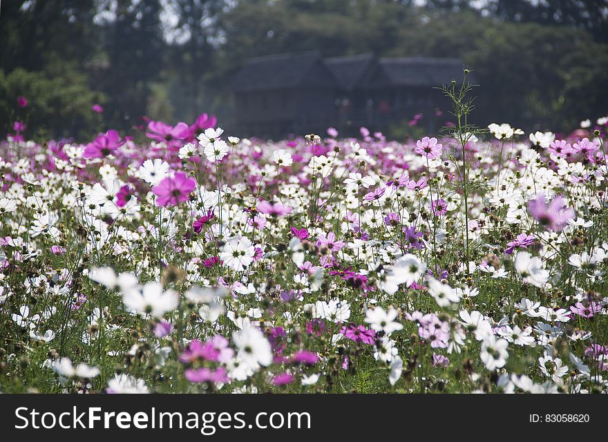 White and Purple Petal Flower Field