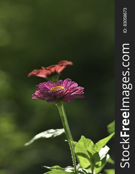 Close Up Photography Of Purple Petaled Flower Near Orange Petaled Flower