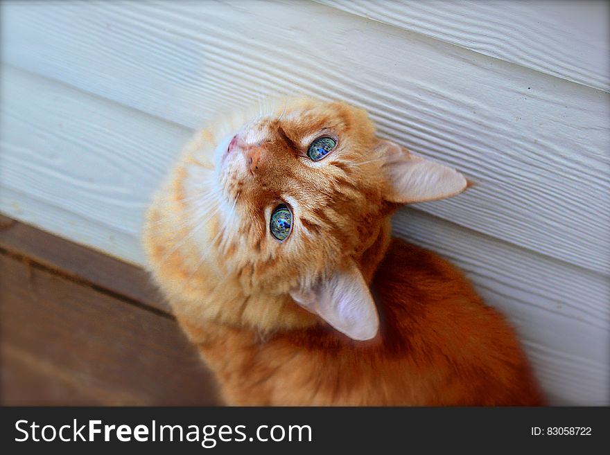 Close Up Photo Of Tabby Cat