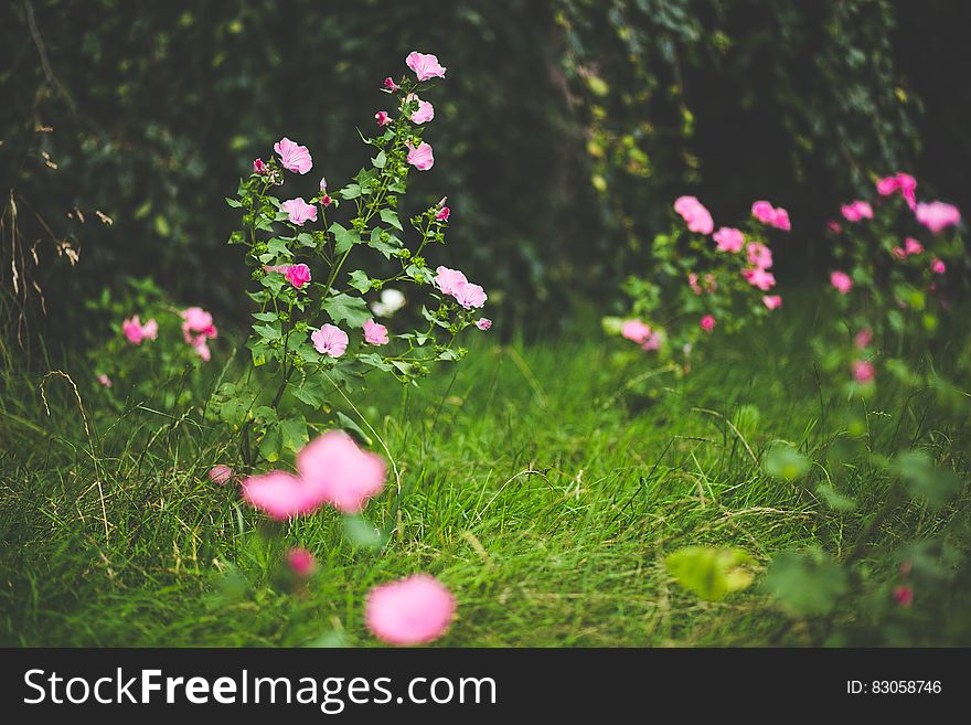 Pink Petal Flowers