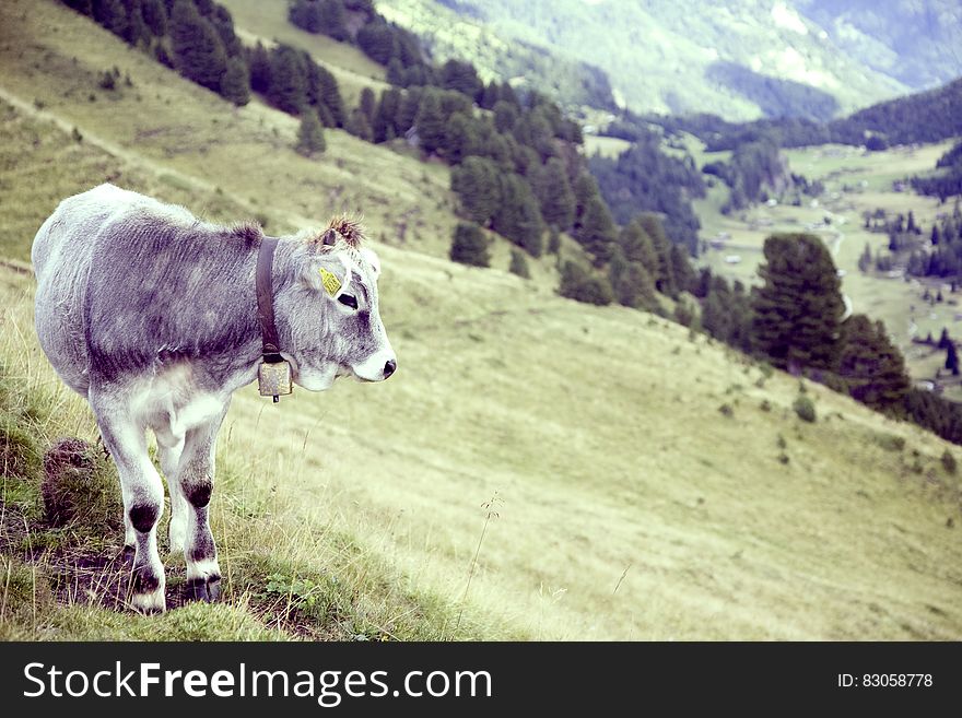 Grey Cow On Green Grass Field Near Near Trees During Daytime