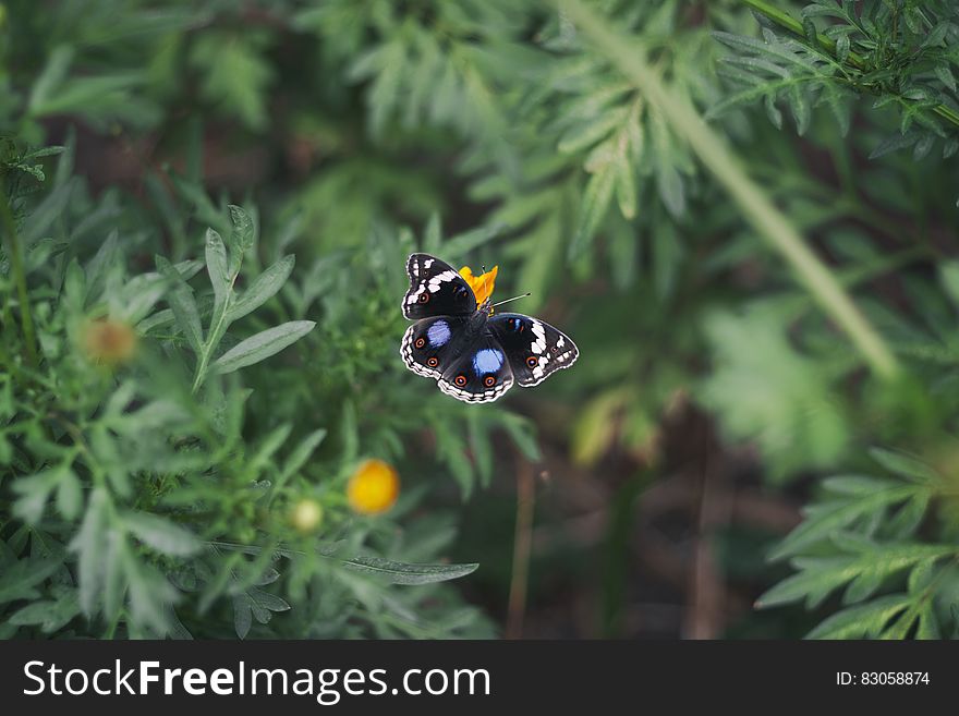 Black White and Blue Butterfly on Yellow Flower